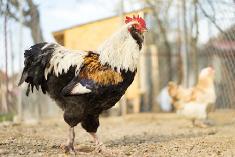 A tri-colored chicken walking.