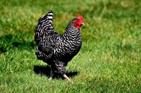 Plymouth rock chicken, black and white tweed in the grass.