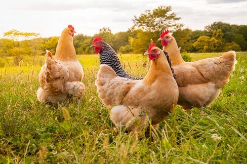 Learn the Breeds and Sizes of Chickens