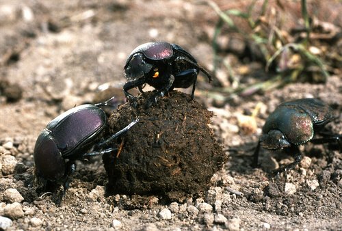 A group of dung beetles.