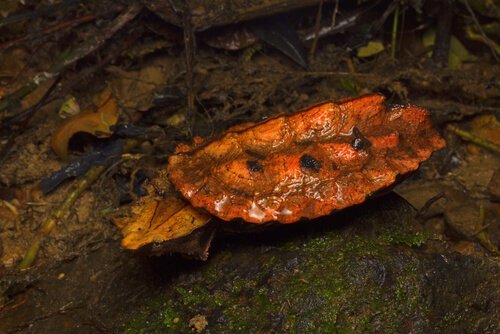 Matamatasköldpaddan i sin naturliga miljö
