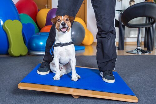 A dog is sitting on a balance board while its human owner stands up on the board with it.