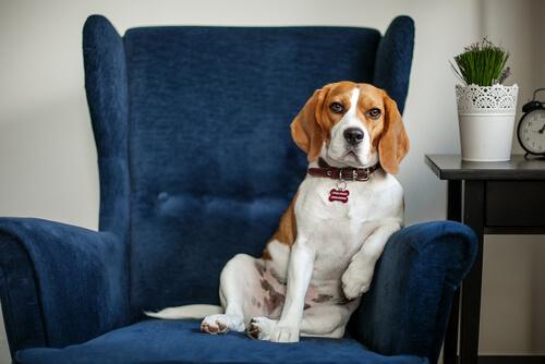 The Benefits of Taking Your Dog to a Psychologist