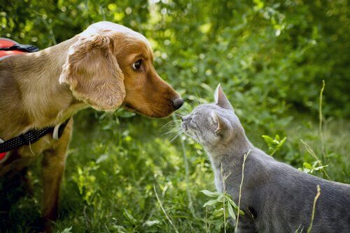 A dog and cat sniffing each other.