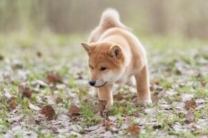 Learn About Some of the Skills Dogs Have!