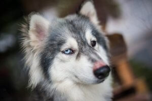 Why Does Your Dog Get the Hiccups?