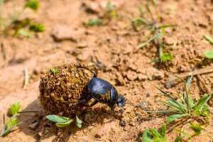 Manure Kings: The Strange Dung Beetle