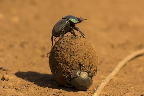 Two dung beetles rolling a dung ball.