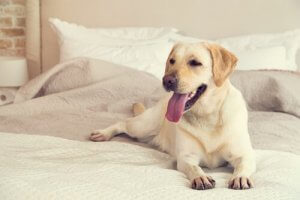 When Are Female Dogs Most Fertile?