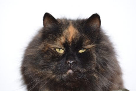 This is a long-haired black and orange calico cat.