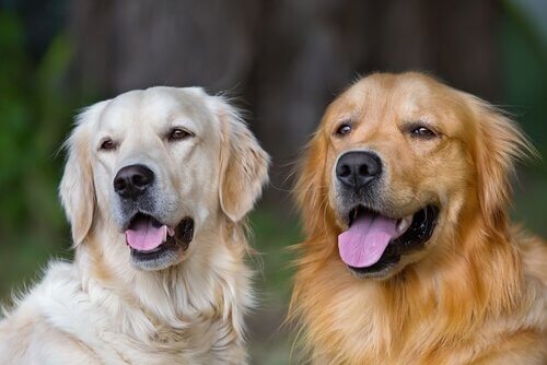 Two golden retrievers sit next to each other, panting.