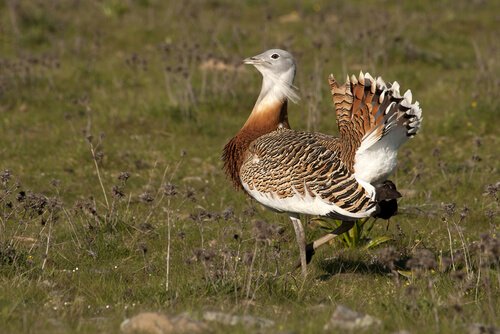 The Fascinating Mating Rituals of the Great Bustard