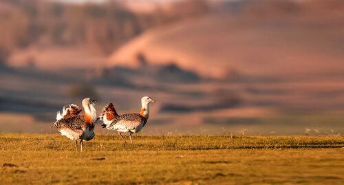 Great bustards in the plain.