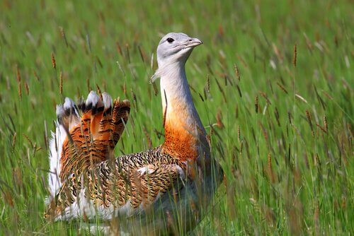 A great bustard in a field.