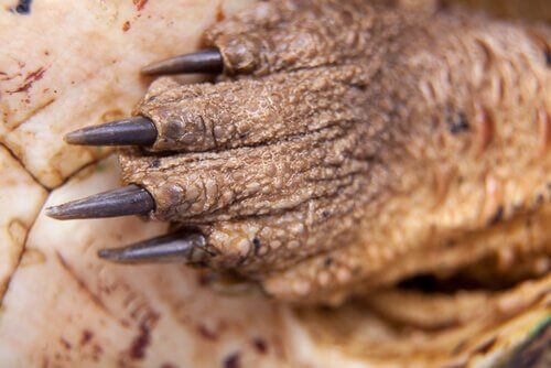 Tassen hos en matamatasköldpadda.