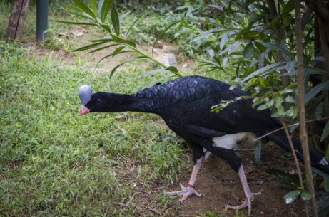 A curossow coming out of the bushes.