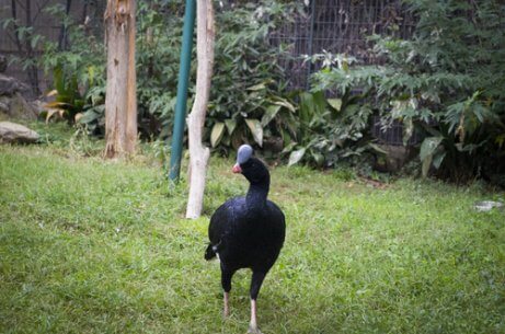 A helmeted curassow walks in a garden.