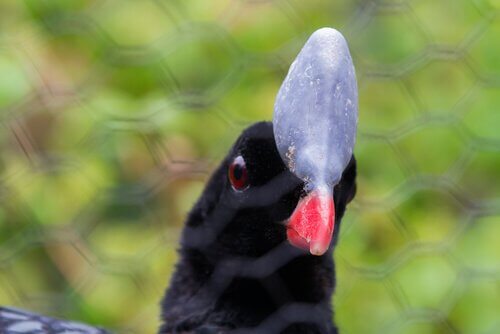 The Helmeted Curassow: Bird in Danger of Extinction