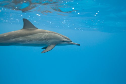A dolphin swimming.