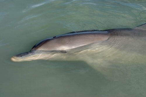 A dolphin sleeping in the water.