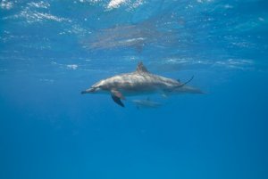 Discover How Dolphins Sleep