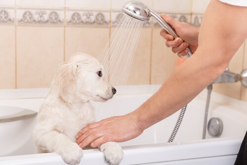 A woman giving her dog a bath.