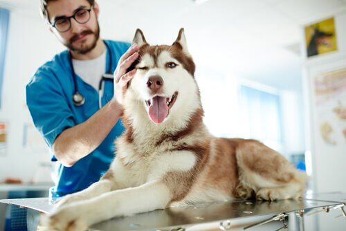 A husky visits the vet. 