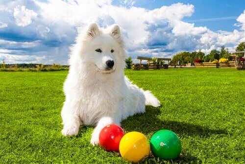 A dog is lying down in the grass next to a three bocci balls, one red, one yellow, and one green.