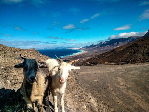 A coupe of Fuerteventura goats posing for the camera.