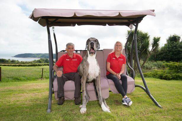Major, the tallest dog in the world.