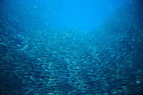 Sardines migrating in the ocean.