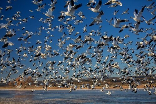 The Most Amazing Mass Migrations in the Animal Kingdom