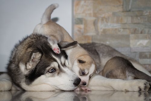 A husky puppy climbs over his mother.