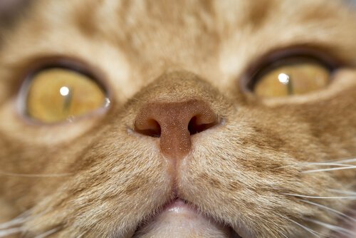 A close up of a cat's nose.
