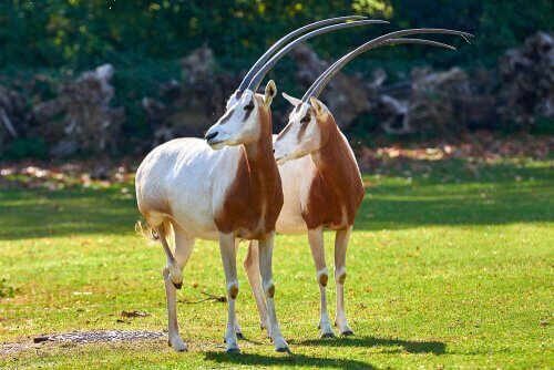 A pair of scimitar-horned Oryx.