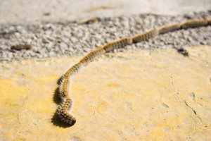 Interesting Facts about the Pine Processionary Caterpillar