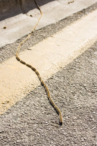 Another group of pine processionaries on their way.