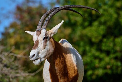 A close up of a scimitar-horned oryx.