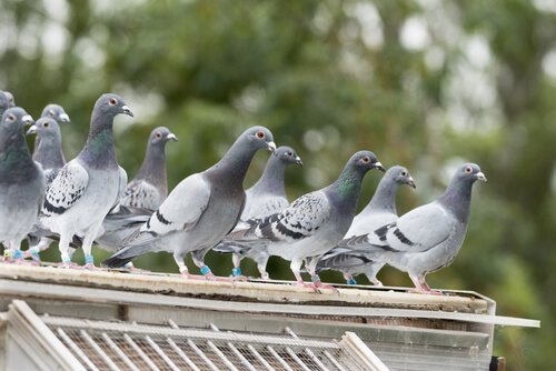 Pigeons perching on a roof.