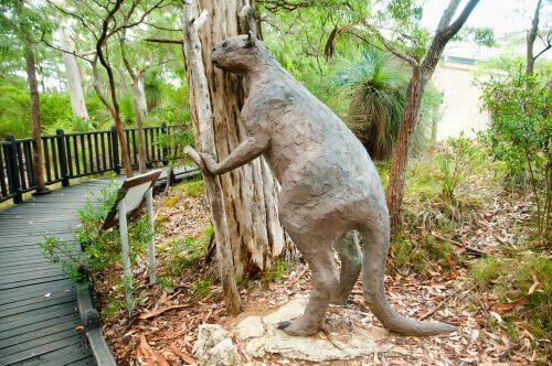 A procoptodon of the megafauna of Australia.