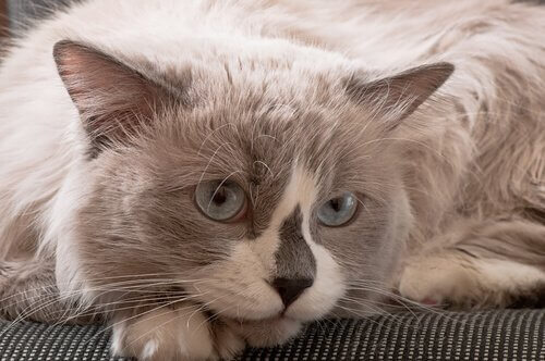 A gray and white cat with blue eyes.