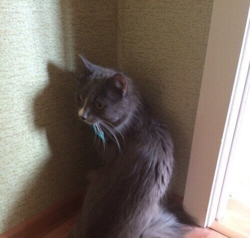 A picture of Bársik the cat.