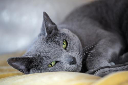 The Russian blue cat has a characteristically gorgeous, black-blue fur. 