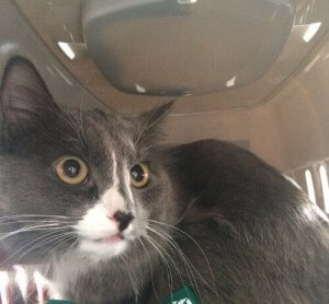 Meet the Russian Cat With a $520 Monthly Salary