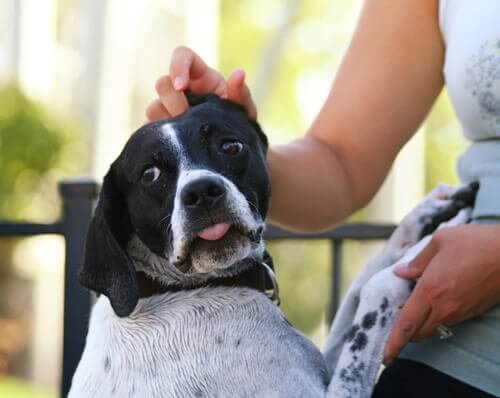 Dogs can get the hiccups when they are scared or anxious