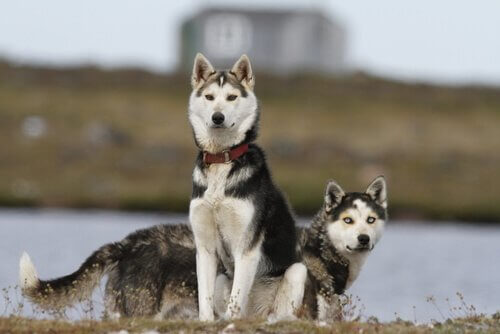 A couple of huskies in the snow.