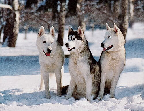 A group of three Siberian huskies standing in the snow.