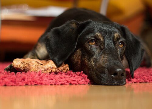 A black dog lying on the ground beside a bone.
