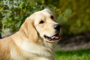 Why Can't You Give Your Dog Marijuana?