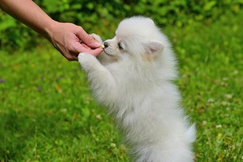 Dog standing up to eat a treat.